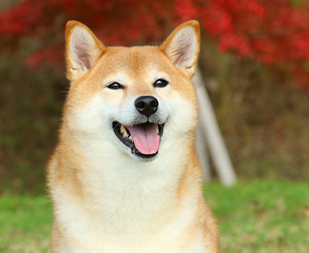 柴犬 親犬