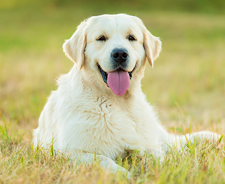 ラブラドール・レトリバー 親犬