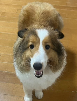 親犬紹介