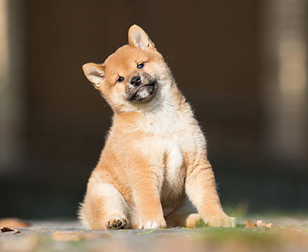 柴犬 仔犬