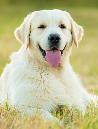 親犬紹介
