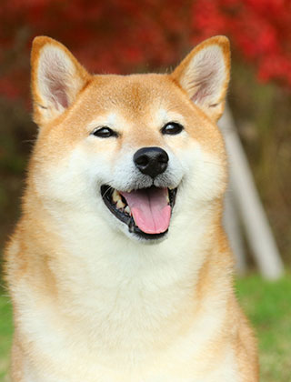 親犬紹介