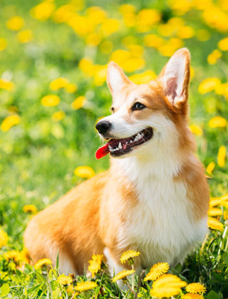 親犬紹介