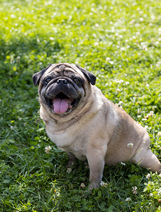 親犬紹介