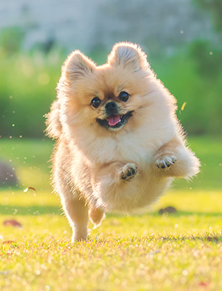 親犬紹介