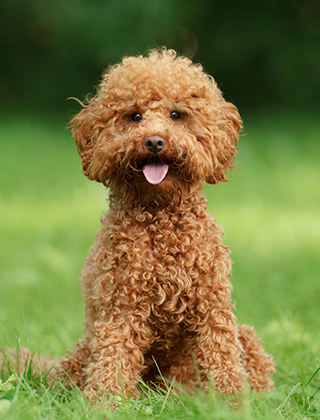 親犬紹介