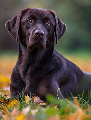 親犬紹介