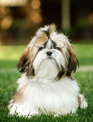 親犬紹介