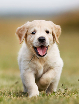 子犬紹介