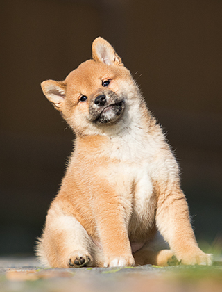 子犬紹介