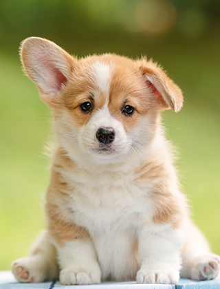 子犬紹介
