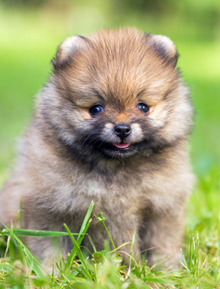 子犬紹介