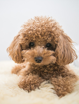 子犬紹介