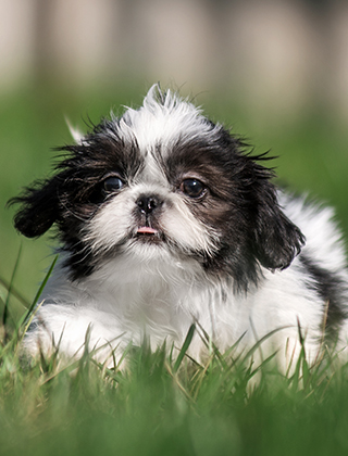 子犬紹介